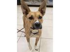 Adopt Bunny a Tan/Yellow/Fawn - with White Black Mouth Cur dog in Bristol