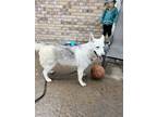 Adopt Zoey a White German Shepherd Dog / Siberian Husky / Mixed dog in