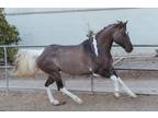 APHA Grulla Paint Gelding Ace for sale