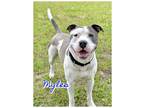 Adopt Myles a Staffordshire Bull Terrier / Mixed dog in Ocala, FL (34479869)
