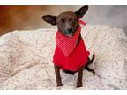 Adopt Angie a Brindle Rat Terrier / Mixed dog in Chilliwack, BC (34478626)