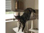 Adopt Pascal a Tortoiseshell Domestic Shorthair / Mixed (short coat) cat in