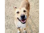 Adopt AVO (S.Korea) ck a Jindo dog in Langley, BC (34474721)
