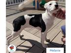 Adopt Melanie a Black - with White Mastiff / Bluetick Coonhound / Mixed dog in