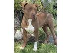 Adopt Trooper a Brown/Chocolate - with White Staffordshire Bull Terrier /