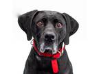 Adopt Velvet a Black Labrador Retriever / Pointer / Mixed dog in Chesapeake