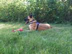 Adopt Mo a Belgian Malinois / German Shepherd Dog / Mixed dog in Duncan