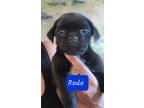 Adopt Rodo a Black - with White Boston Terrier / Pug / Mixed dog in Los Angeles