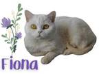 Adopt Fiona a White Scottish Fold / Domestic Shorthair / Mixed cat in Hamilton