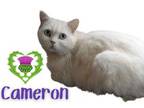 Adopt Cameron a White Scottish Fold / Domestic Shorthair / Mixed cat in