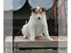 Collie PUPPY FOR SALE ADN-374581 - AKC Collie Lassie For Sale Fredricksburg OH