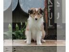 Collie PUPPY FOR SALE ADN-374584 - AKC Collie Lassie For Sale Fredricksburg OH