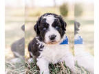 Aussiedoodle PUPPY FOR SALE ADN-374580 - Aussie Doodle Puppies