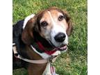 Adopt Groot a Brown/Chocolate Treeing Walker Coonhound / Mixed dog in Richmond