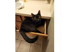 Adopt Salem a All Black Domestic Shorthair / Mixed (short coat) cat in