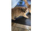 Adopt DJ Kitty a Orange or Red Domestic Mediumhair / Mixed (medium coat) cat in