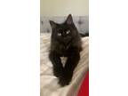 Adopt Ash (Maine Coon/Burmese X) a All Black Maine Coon (long coat) cat in