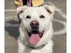Adopt CHERRY (S.Korea) ck a Jindo dog in Langley, BC (34486914)