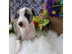 Whippet Puppy for sale in Bells, TX, USA