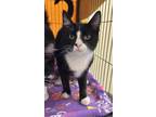 Adopt Spalding a All Black Domestic Shorthair / Domestic Shorthair / Mixed cat