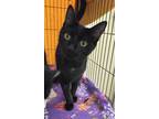 Adopt Roosevelt a All Black Domestic Shorthair / Domestic Shorthair / Mixed cat