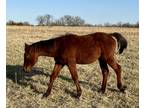 Well bred yearling gelding