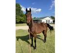 Bay gelding looking for new home