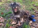 Adopt Joe a Miniature Schnauzer, Yorkshire Terrier