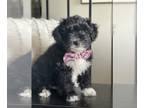 Aussiedoodle Miniature PUPPY FOR SALE ADN-375187 - Black and White Aussiedoodle