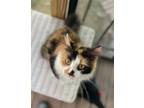 Adopt Apollonia a Calico or Dilute Calico Calico / Mixed (medium coat) cat in