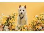 Adopt Jodan a White Jindo / Mixed dog in Niagara Falls, ON (34496748)