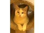 Adopt Aries a Orange or Red (Mostly) Domestic Shorthair / Mixed (short coat) cat