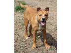 Adopt Mickey a Tan/Yellow/Fawn - with White Labrador Retriever dog in Lafayette