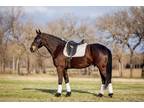 Friesian Sport horse Selling on Horsebid