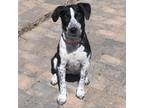 Adopt Freckles a Black Retriever (Unknown Type) / Mixed dog in Edmonton