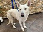 Adopt LEWIS a White German Shepherd Dog / Mixed dog in Upland, CA (33749420)