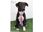 Adopt Bert a Black - with White American Staffordshire Terrier / Labrador