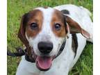 Adopt Scotty a Tricolor (Tan/Brown & Black & White) Pointer / Mixed dog in