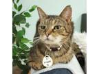 Adopt Frappé a Brown Tabby Maine Coon (short coat) cat in Virginia Beach