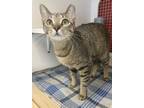 Adopt Amber a Brown Tabby Domestic Shorthair (short coat) cat in St Augustine