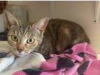 Adopt Fawn a Tan or Fawn Tabby Domestic Shorthair (short coat) cat in St