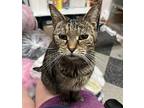 Frappe, Maine Coon For Adoption In Virginia Beach, Virginia