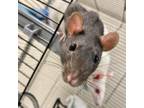 Adopt D.Va a Rat