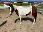 APHA paint mare