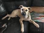 Adopt Lena (LF-Fostered in TN) a Shepherd, Black Mouth Cur