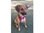 Adopt Rose a Mixed Breed, Black Mouth Cur
