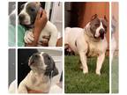 American Bully-American Pit Bull Terrier Mix PUPPY FOR SALE ADN-375742 - Razor