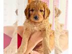 Goldendoodle PUPPY FOR SALE ADN-375565 - Beautiful Goldendoodle Puppies for