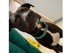 Adopt Tux a Black Mixed Breed (Medium) / Mixed dog in Sullivan, IN (34504073)