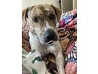 Adopt Wednesday a Brindle - with White Beagle / Pointer / Mixed dog in